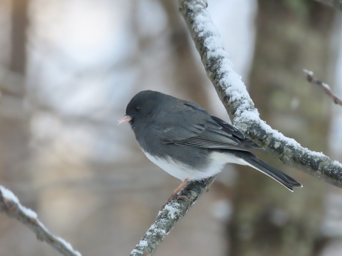 Dark-eyed Junco (Slate-colored) - ML646297047