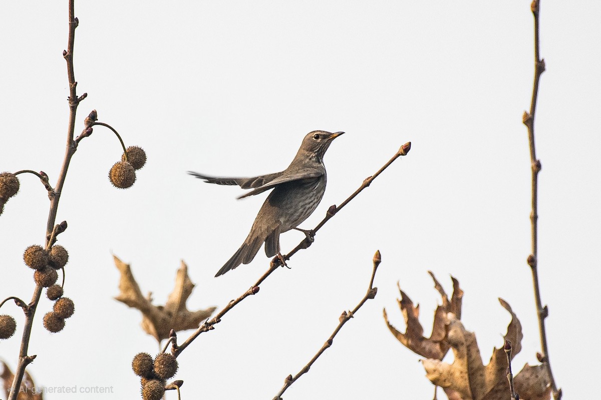 Birigarro paparbeltza - ML646297048