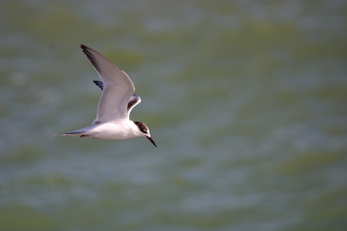Common Tern - ML646297049