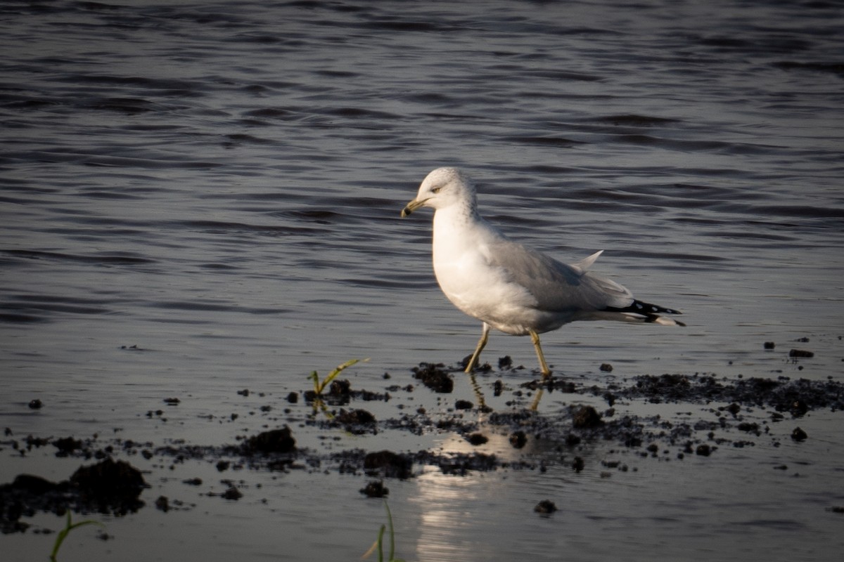 Delawareko kaioa - ML646297050