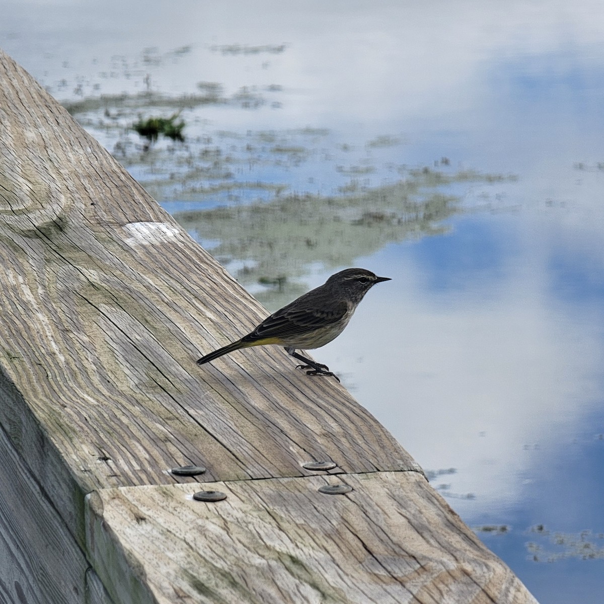 Palm Warbler - ML646297051