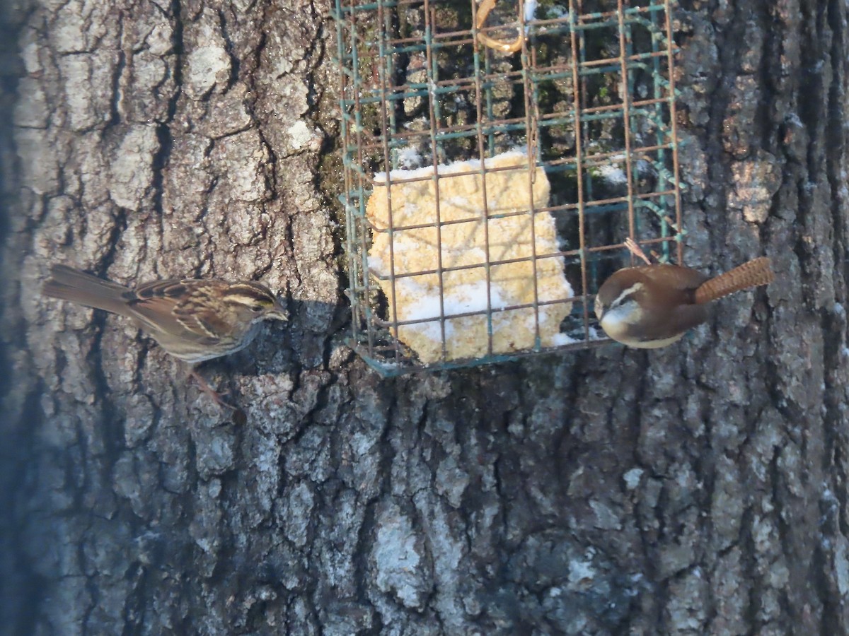 White-throated Sparrow - ML646297056