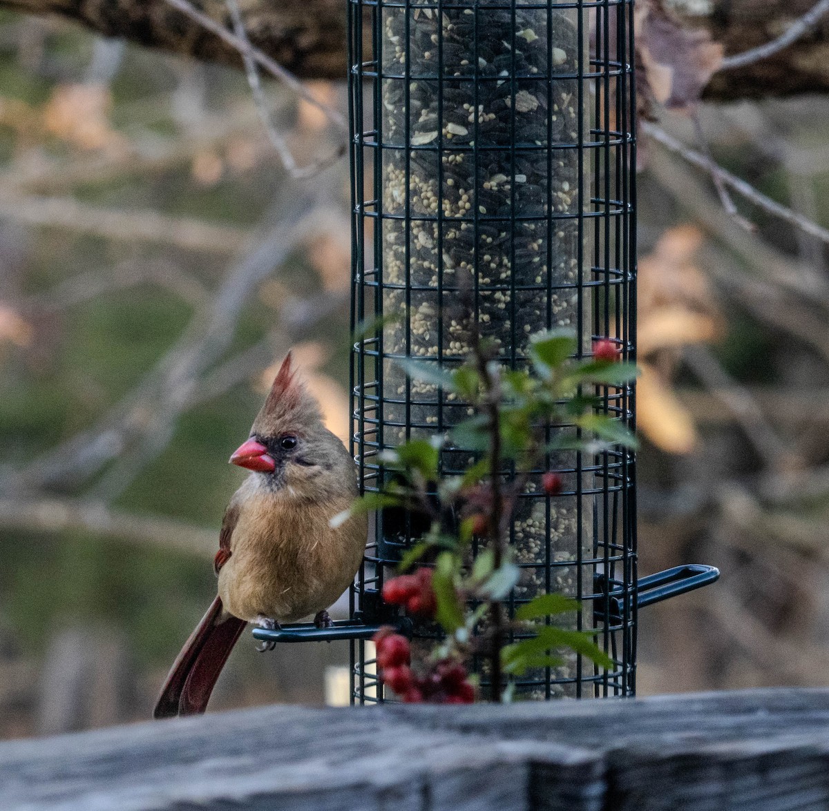 Kardinal arrunta - ML646297057