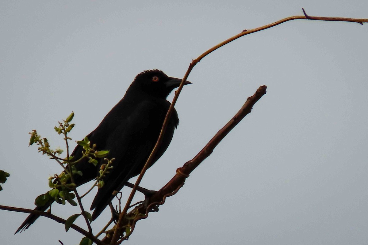 Giant Cowbird - ML646297058