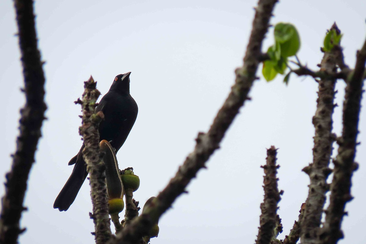 Giant Cowbird - ML646297059
