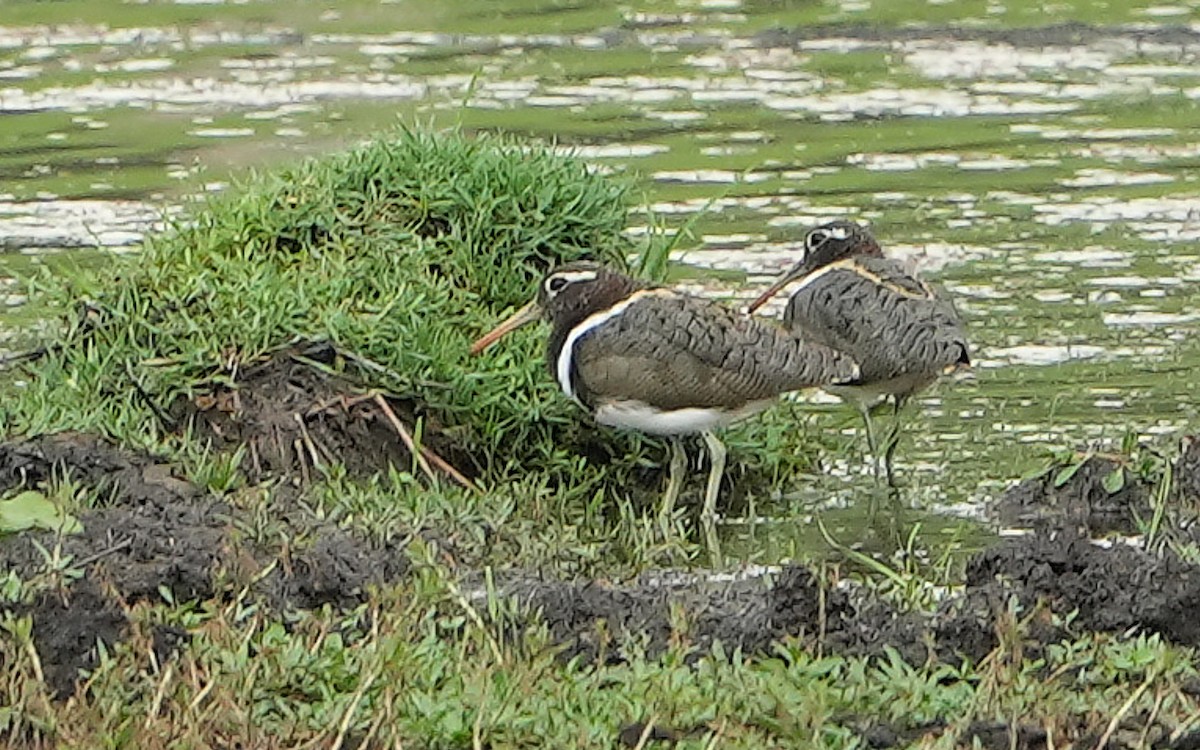 Mingor australiarra - ML646297060