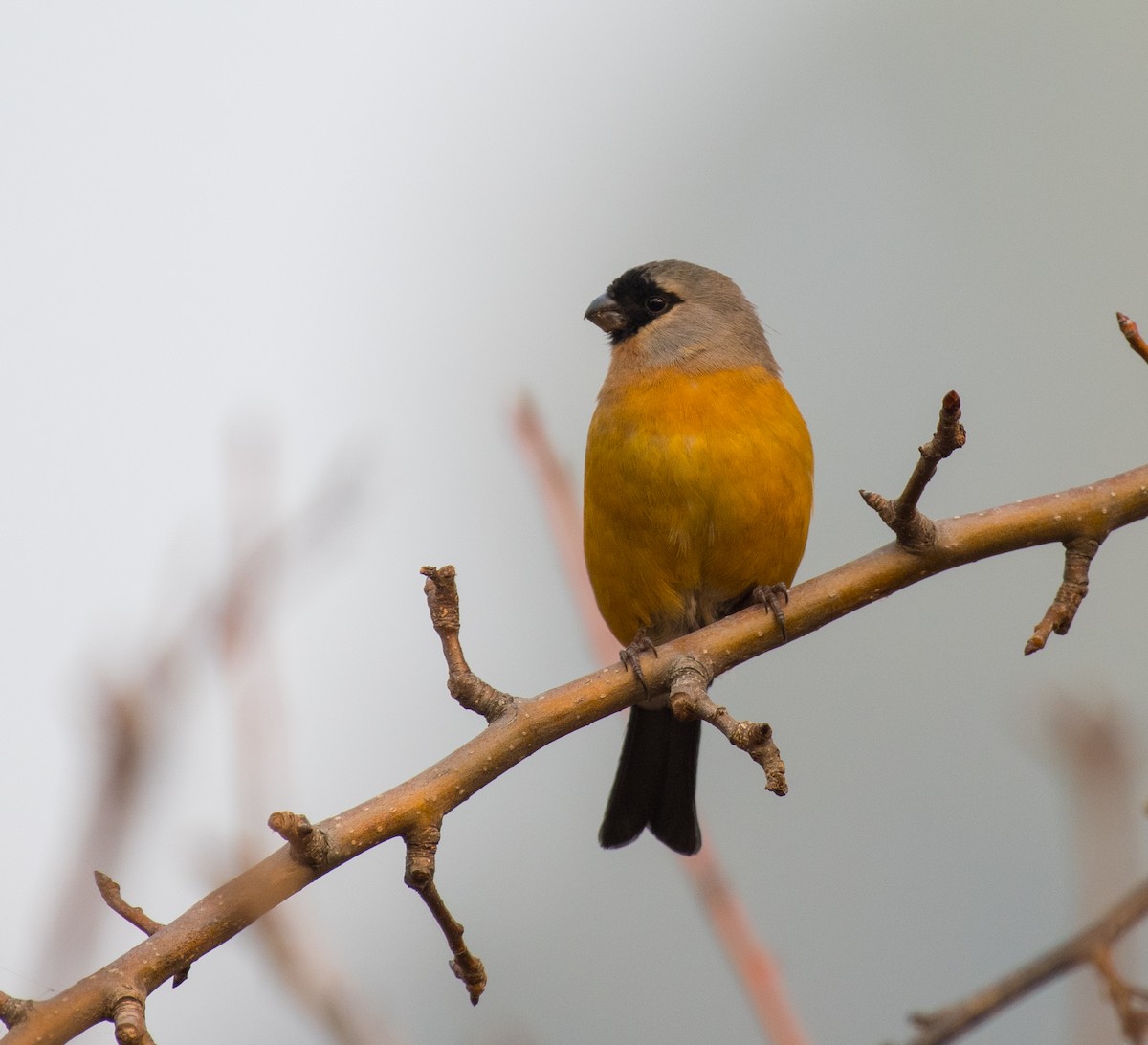 Orange Bullfinch - ML646297062