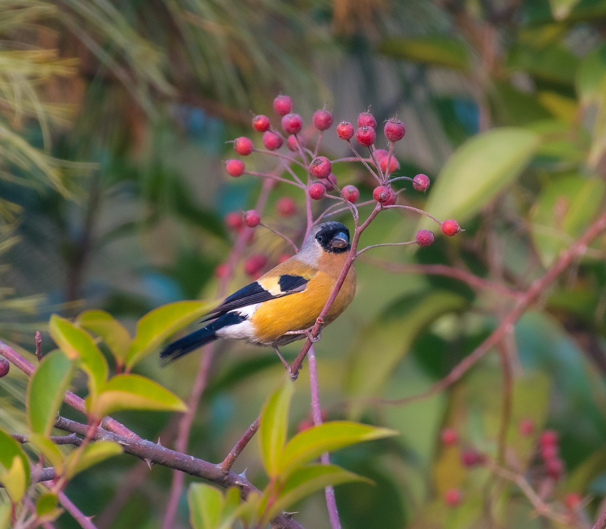 Orange Bullfinch - ML646297063