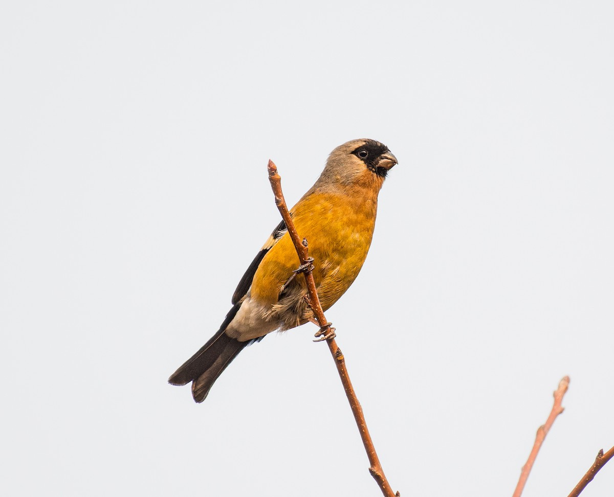 Orange Bullfinch - ML646297064