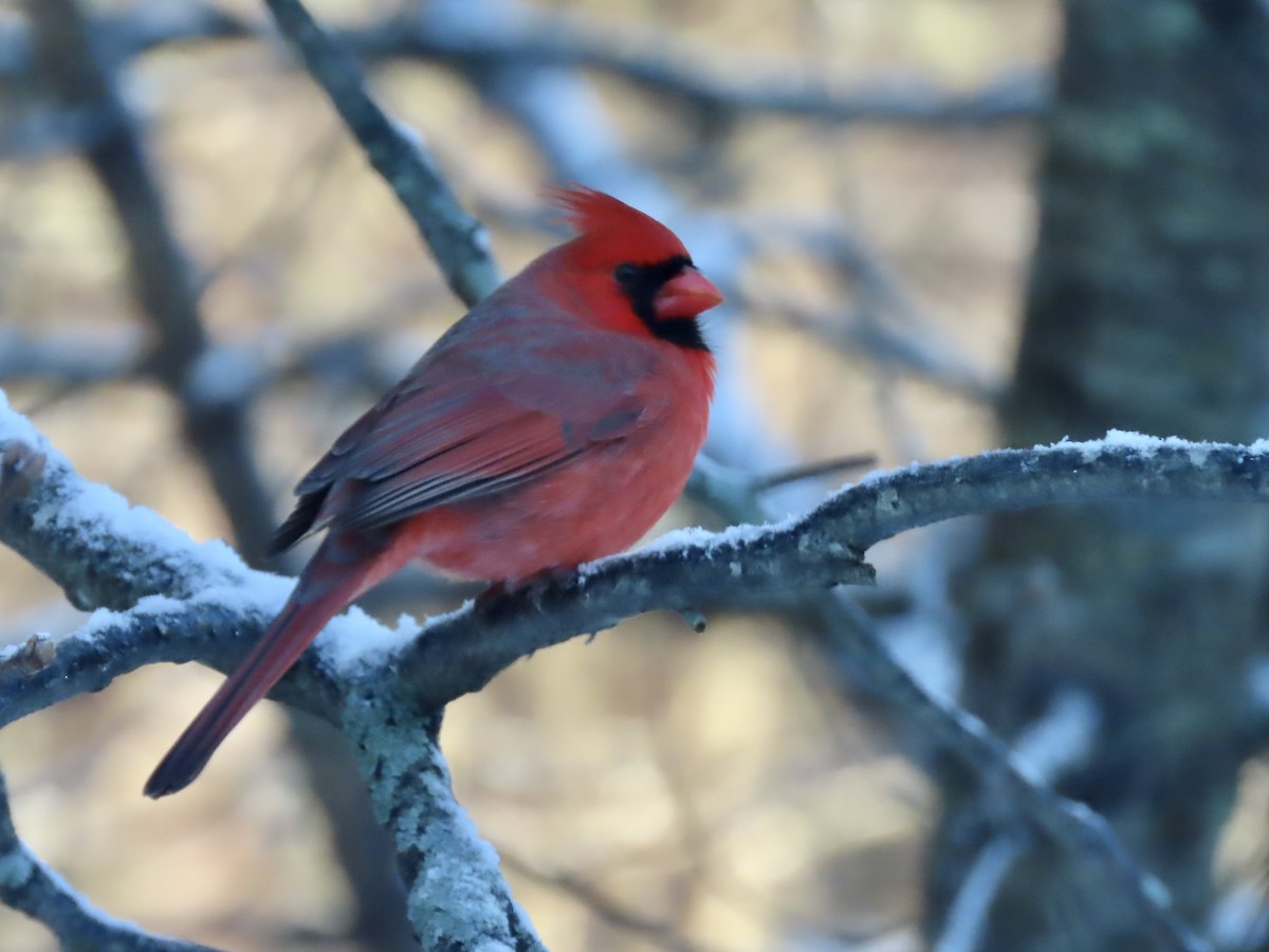 Kardinal arrunta - ML646297065