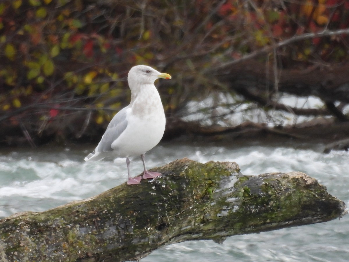 Kaio hegalzuria (kumlieni) - ML646297066