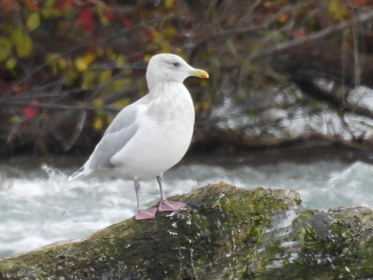 Kaio hegalzuria (kumlieni) - ML646297067