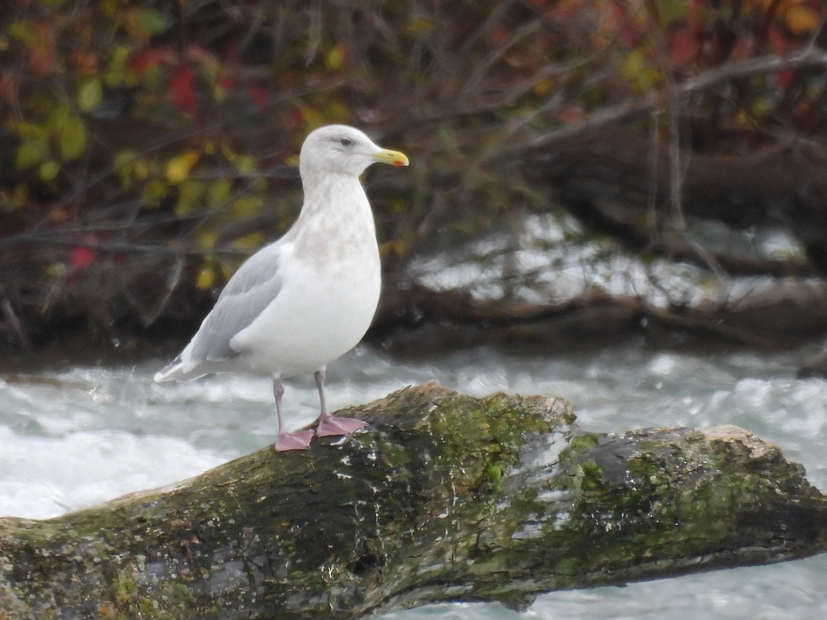 Kaio hegalzuria (kumlieni) - ML646297068