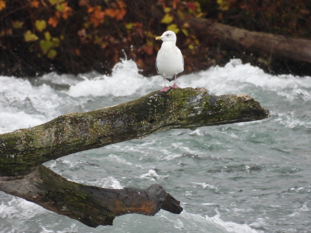 Kaio hegalzuria (kumlieni) - ML646297069