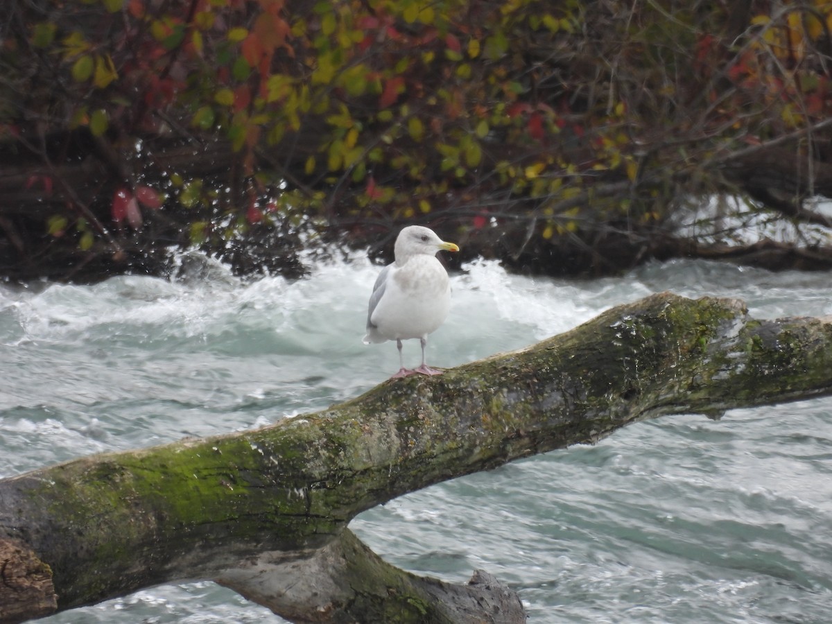 Kaio hegalzuria (kumlieni) - ML646297070