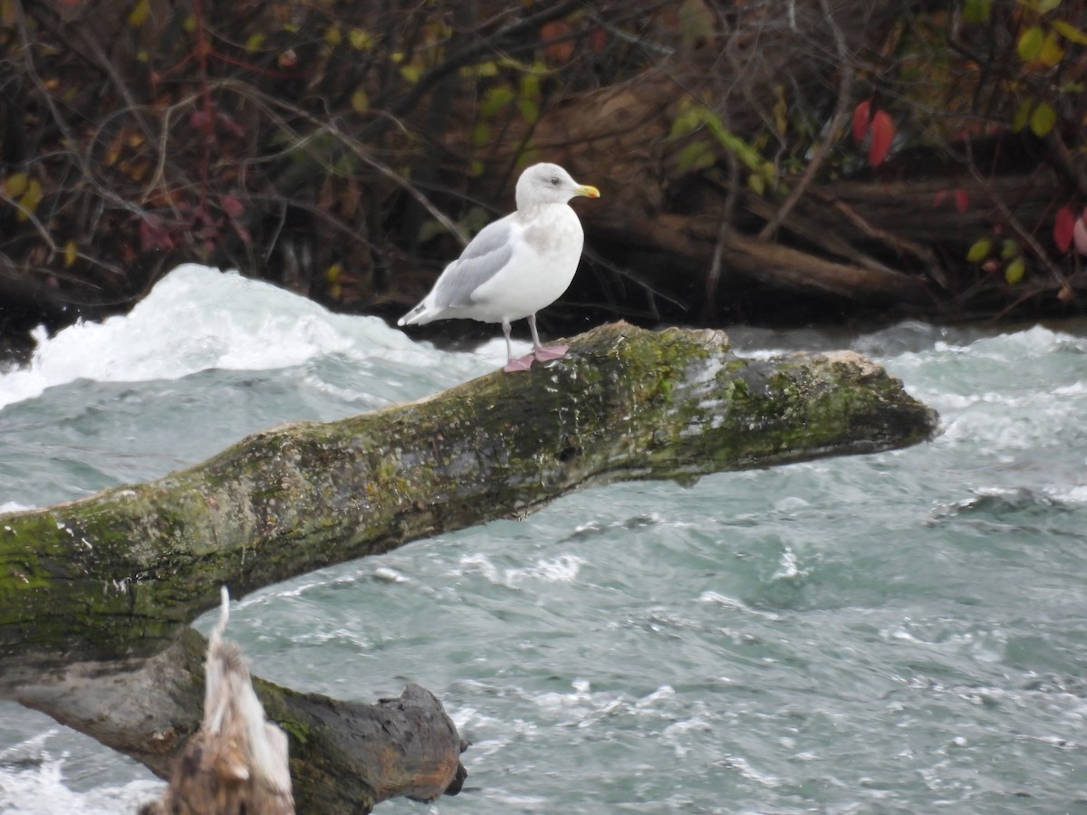 Kaio hegalzuria (kumlieni) - ML646297071