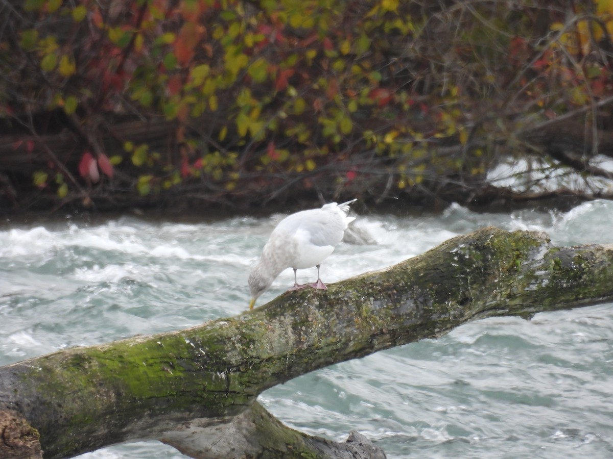 Kaio hegalzuria (kumlieni) - ML646297072