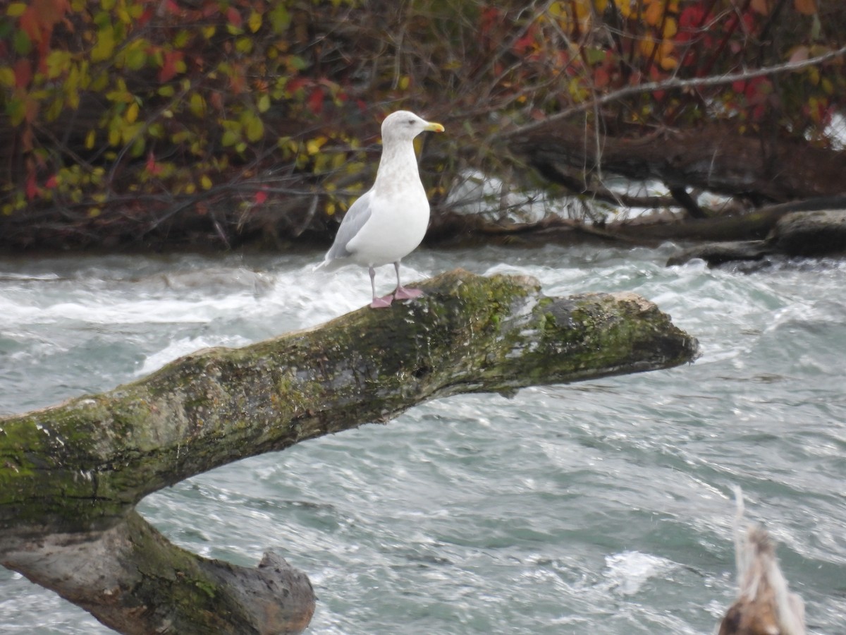 Kaio hegalzuria (kumlieni) - ML646297073