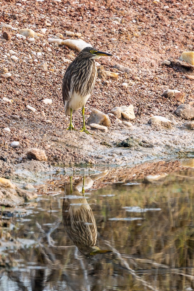 Indian Pond-Heron - ML646297074