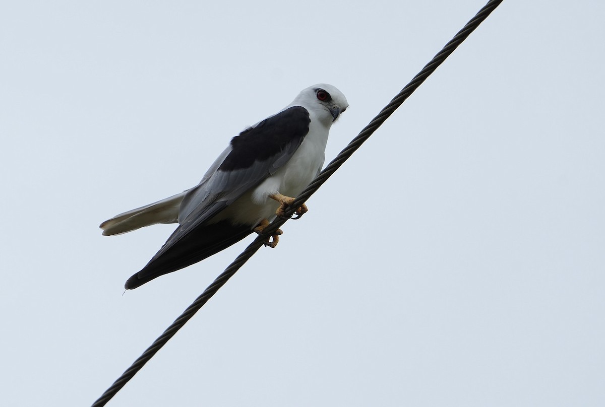 Black-shouldered Kite - ML646297075