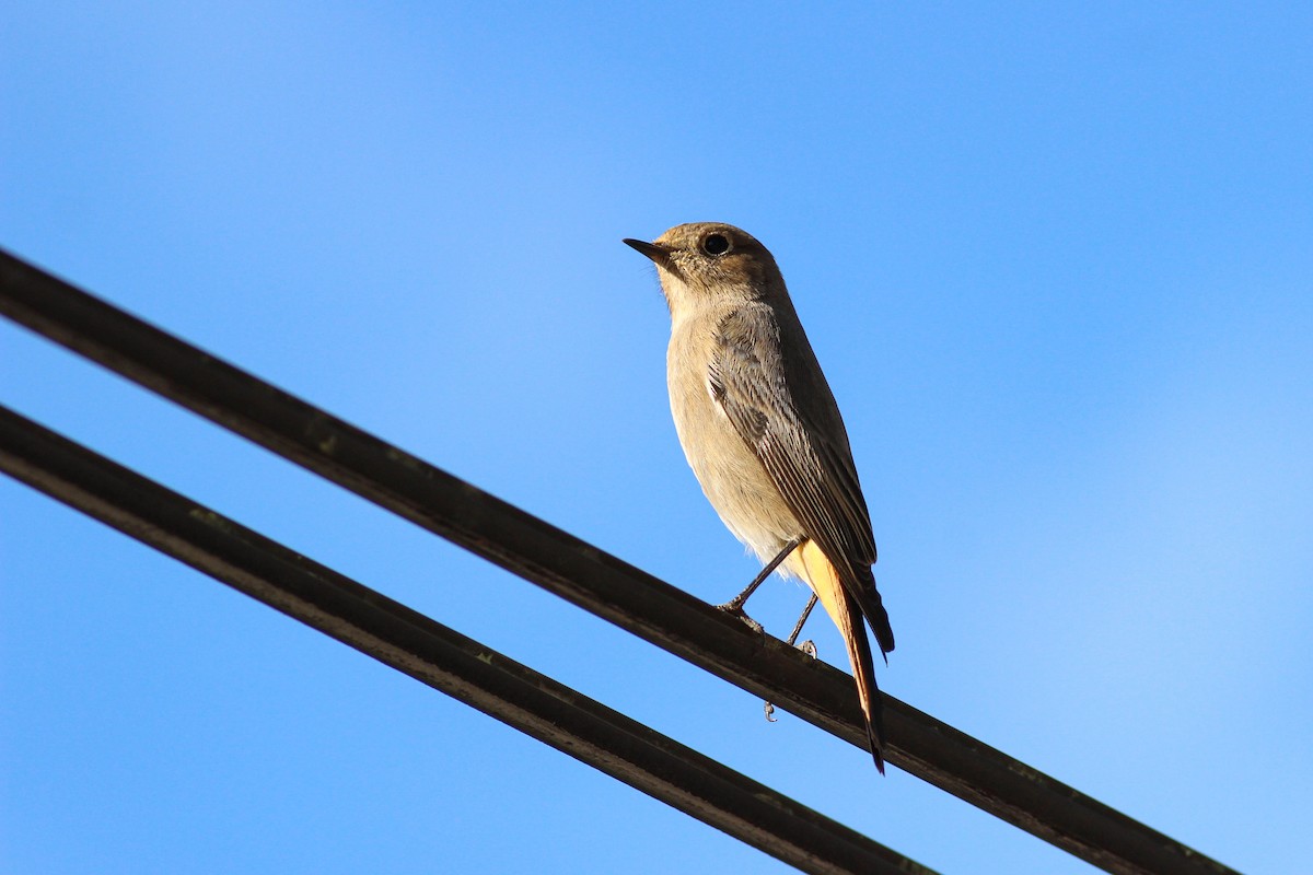 Buztangorri iluna - ML646297076