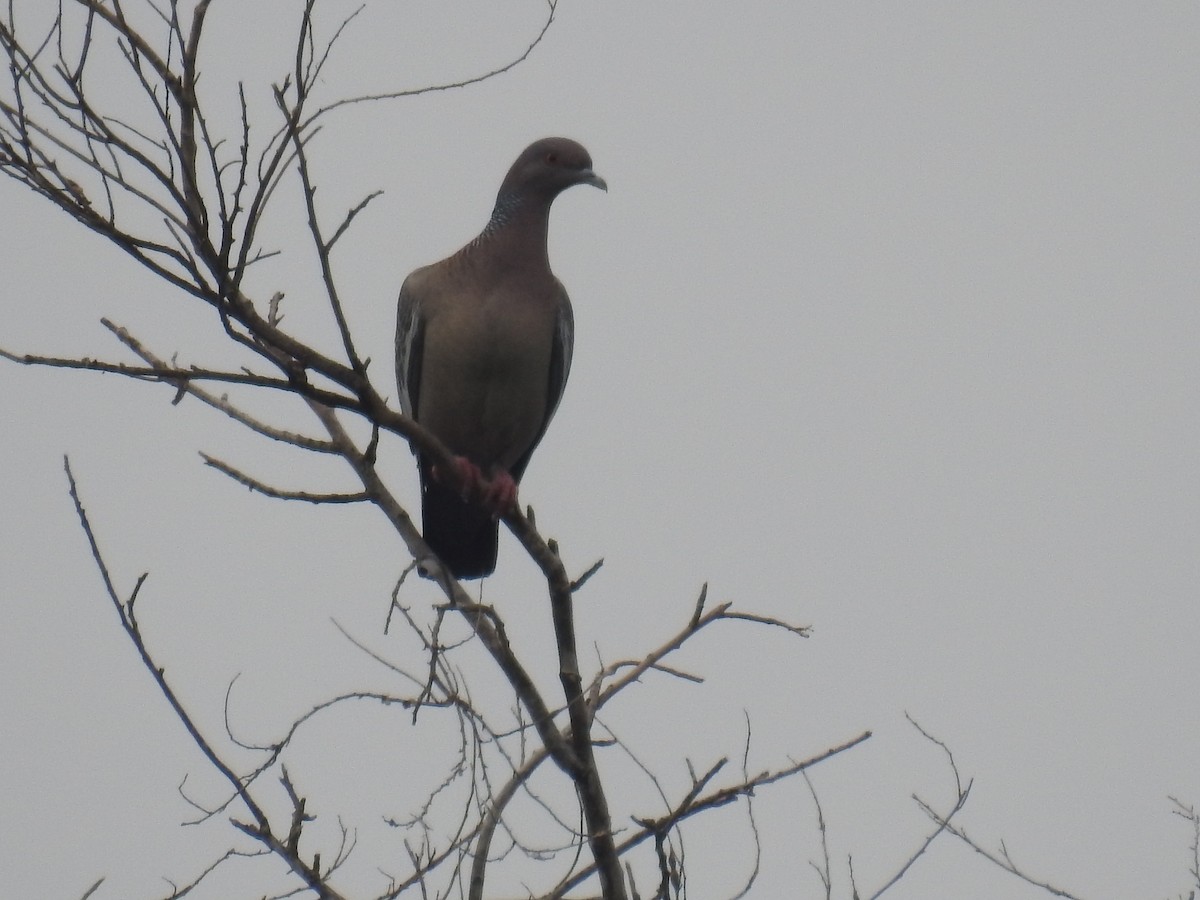 Picazuro Pigeon - ML646297077