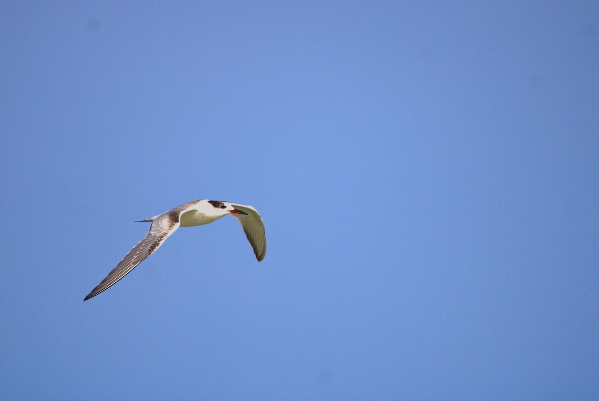 Common Tern - ML646297078