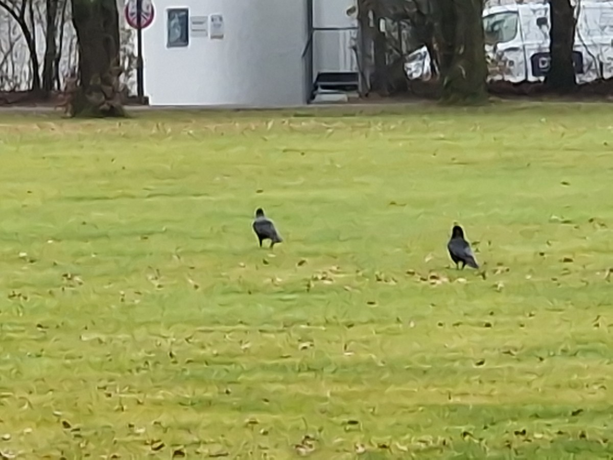 Belabeltza x Bele txanoduna (hibridoa) - ML646297079