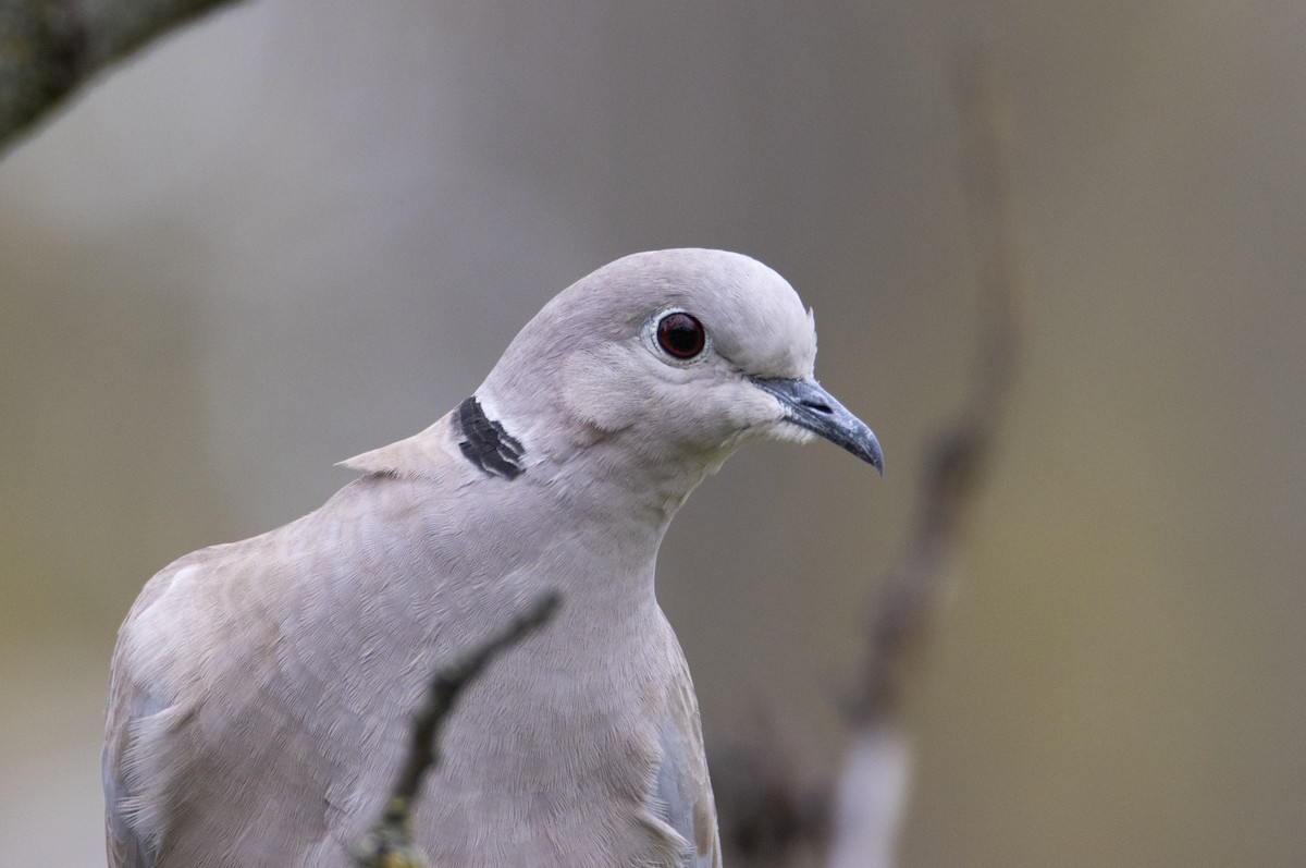 Eurasian Collared-Dove - ML646297080
