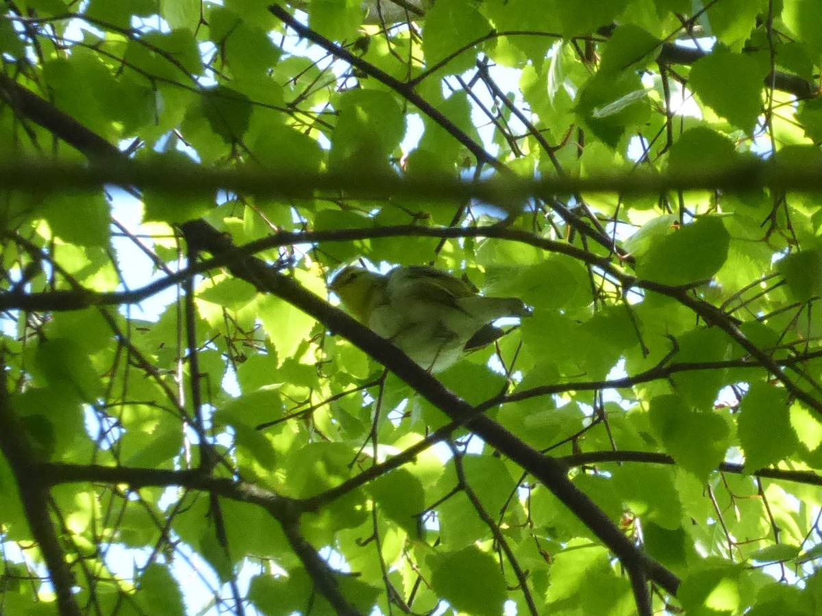 Wood Warbler - ML646297081