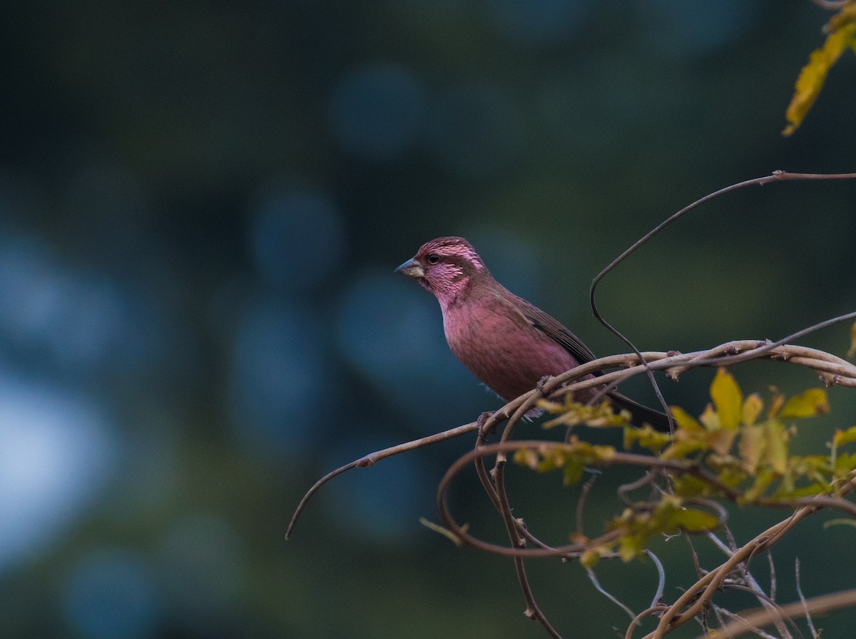 Blyth's Rosefinch - ML646297082