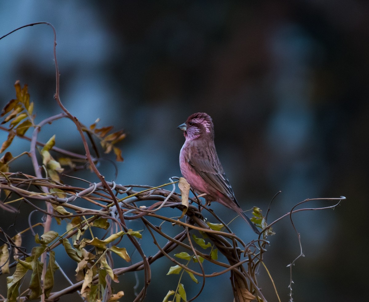Blyth's Rosefinch - ML646297083