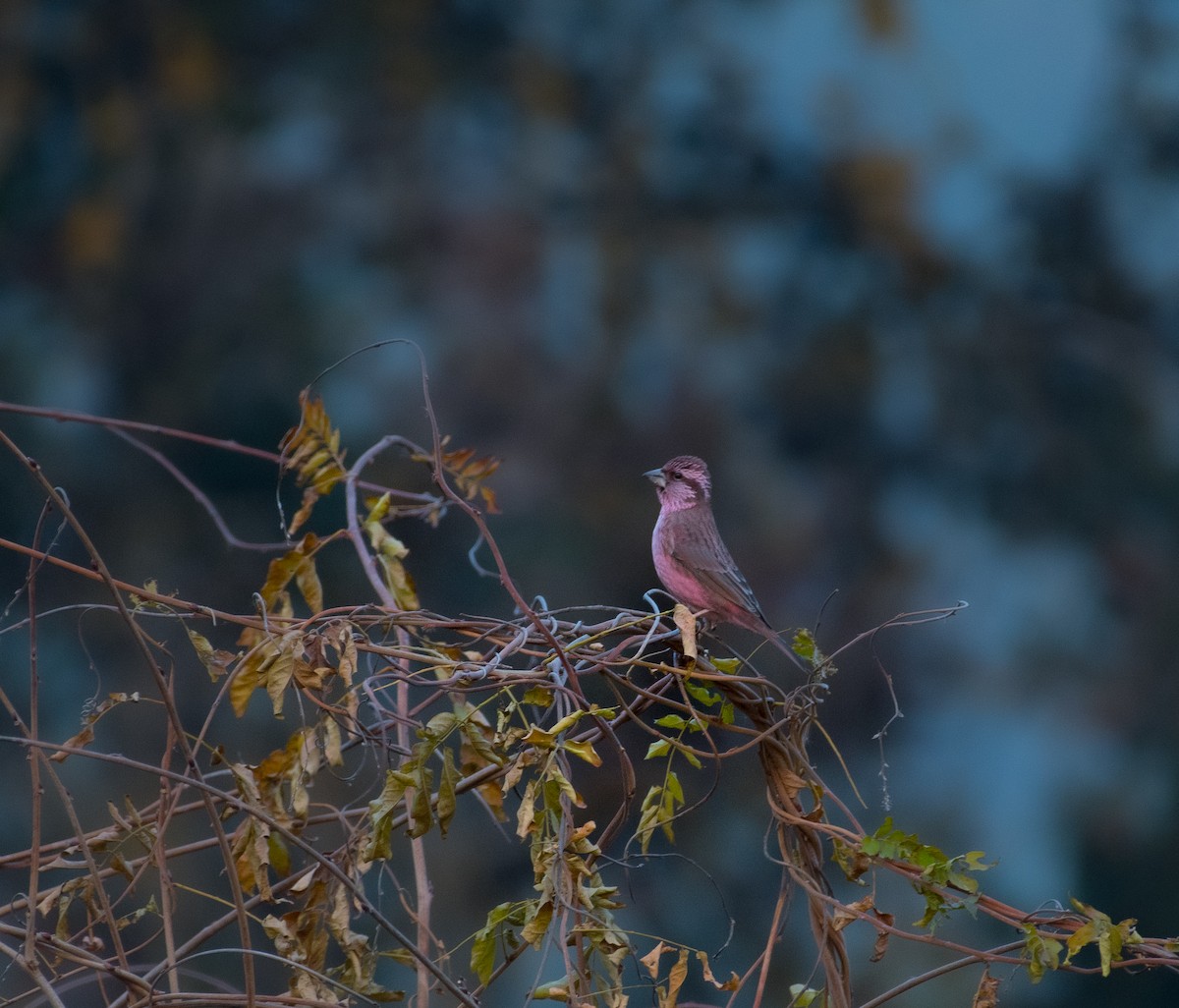 Blyth's Rosefinch - ML646297084