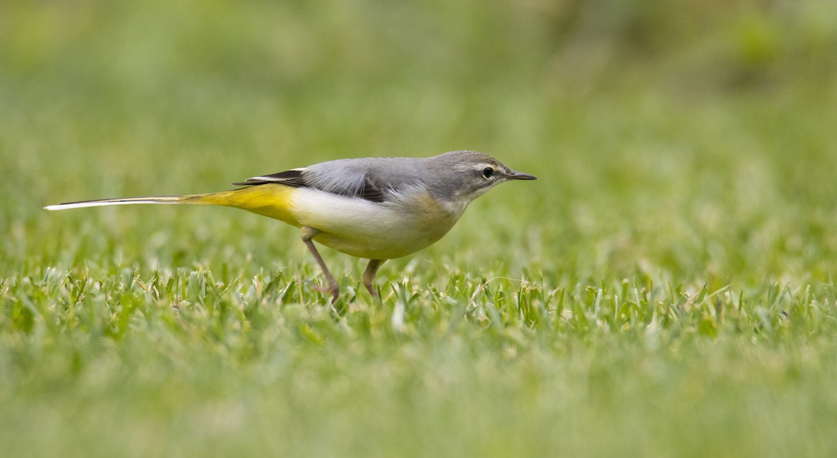 Gray Wagtail - ML646297086