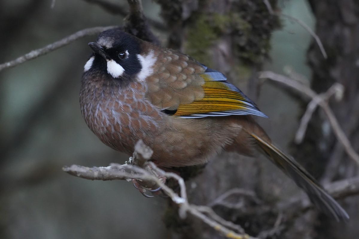 Black-faced Laughingthrush - ML646297088