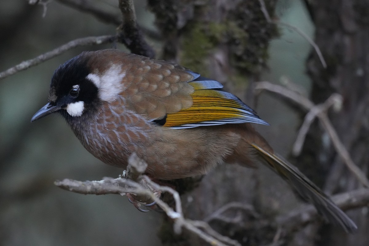 Black-faced Laughingthrush - ML646297089