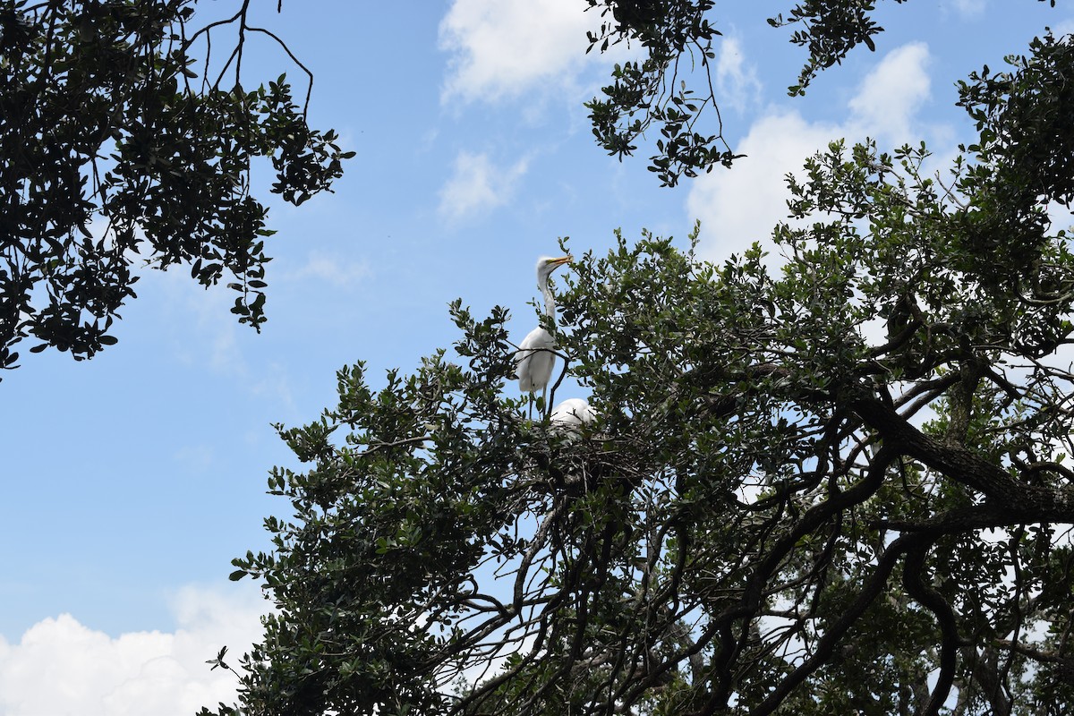 Большая белая цапля - ML646297090