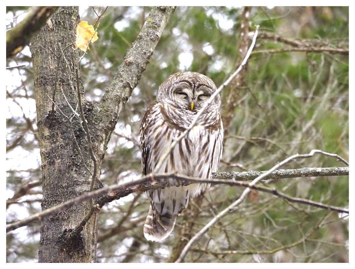 Barred Owl - ML646297091
