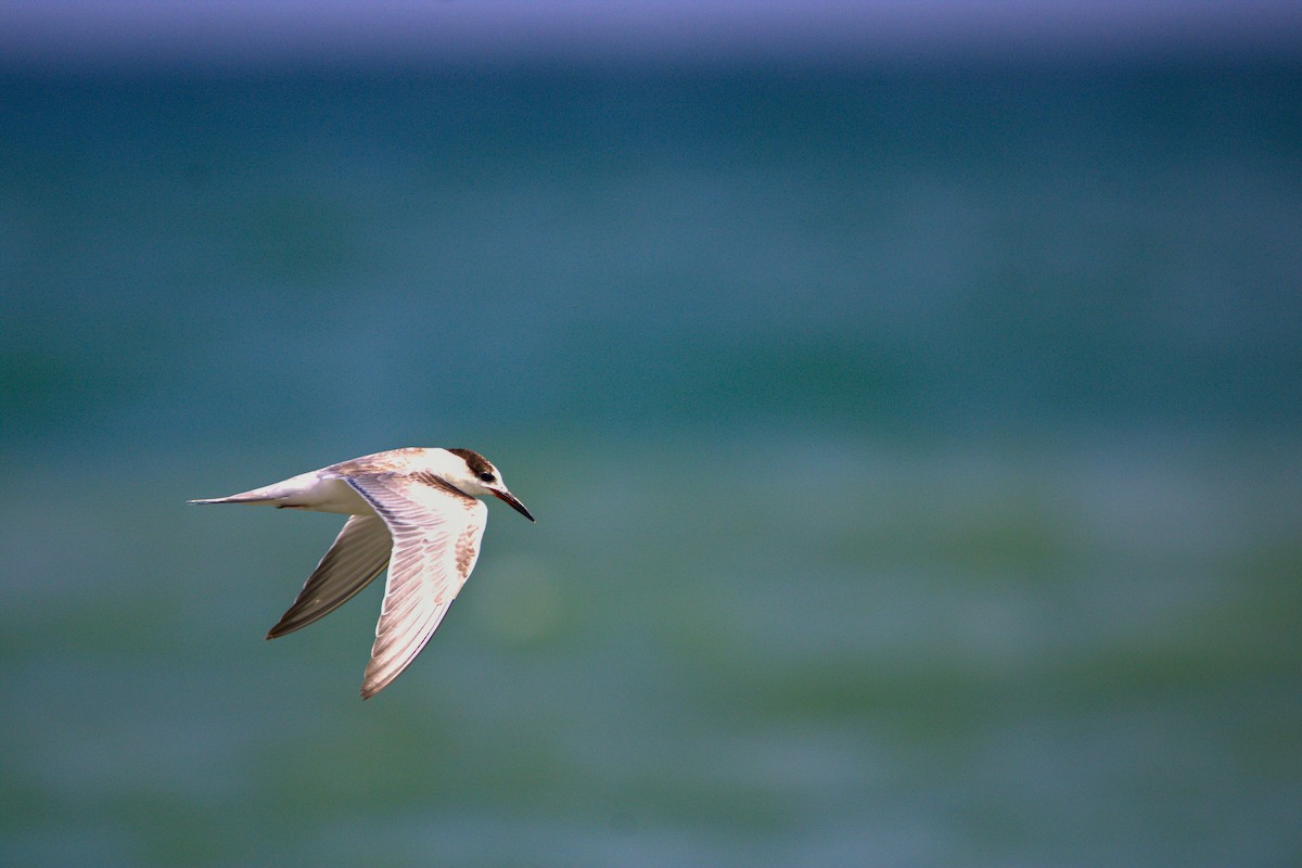 Речная крачка - ML646297093