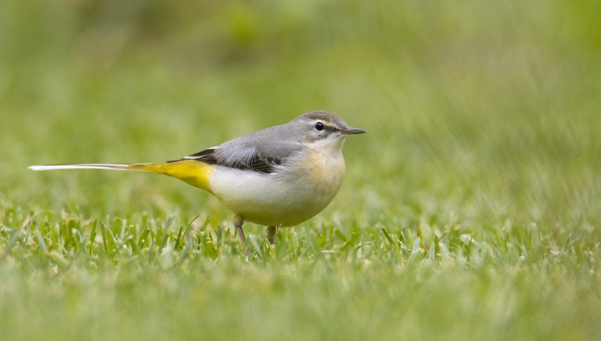 Gray Wagtail - ML646297094