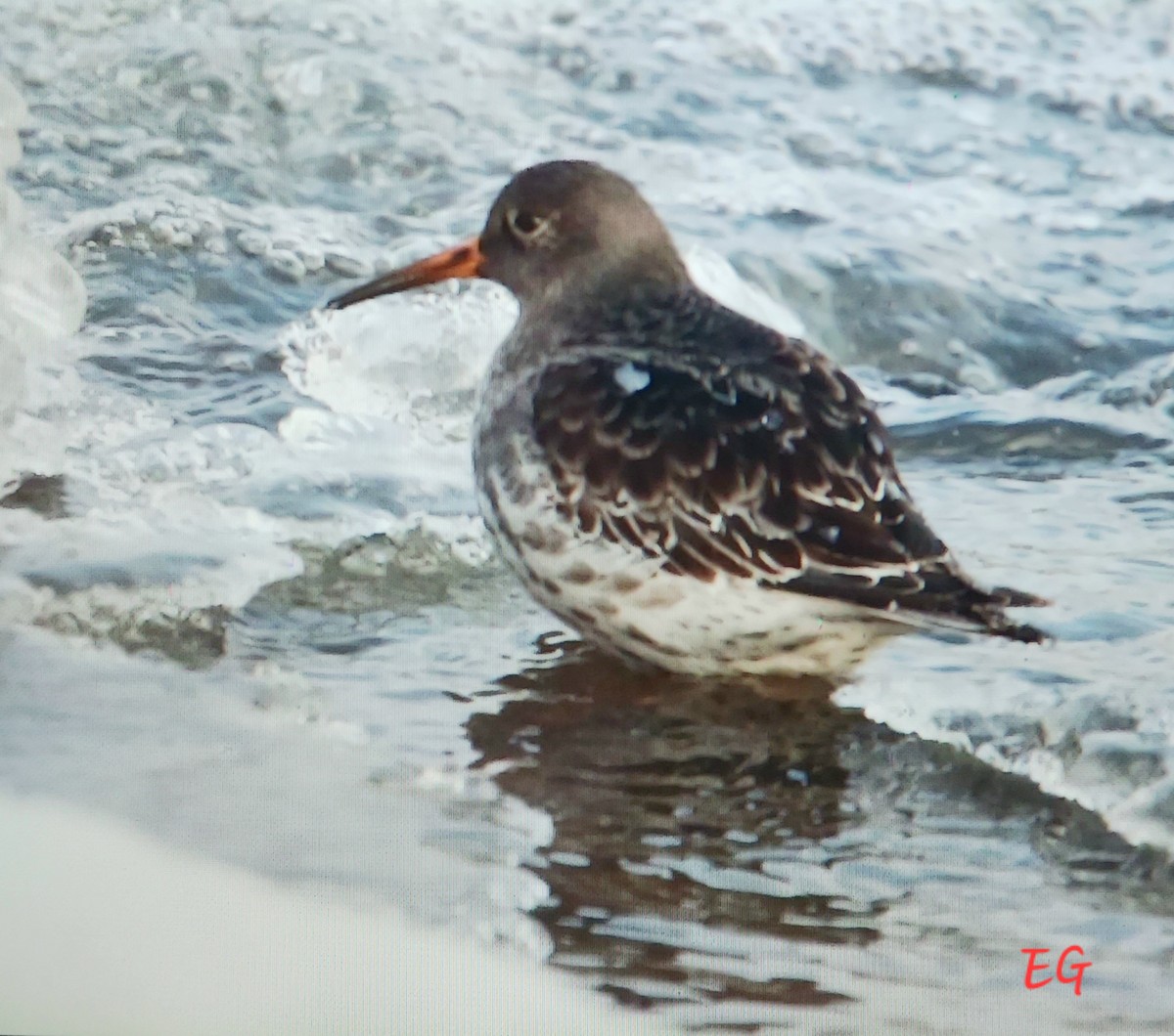 Purple Sandpiper - ML646297102