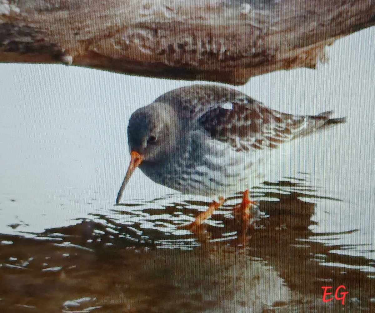 Purple Sandpiper - ML646297103