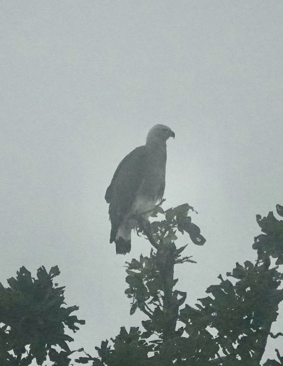 Gray-headed Fish-Eagle - ML646297104