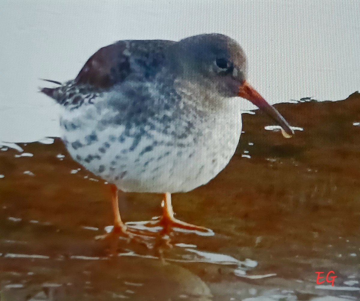 Purple Sandpiper - ML646297107