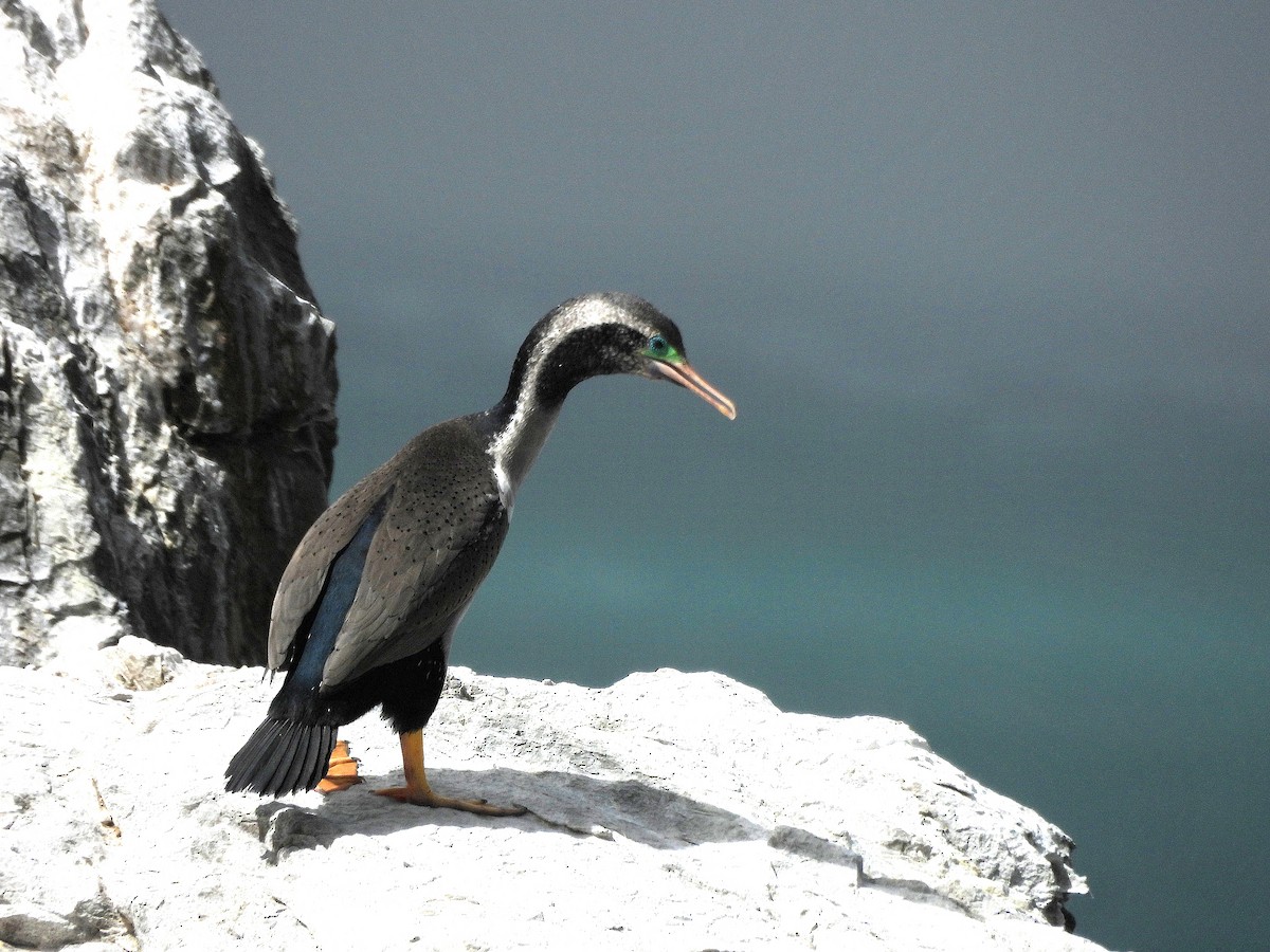 ゴマダラウ - ML646297108