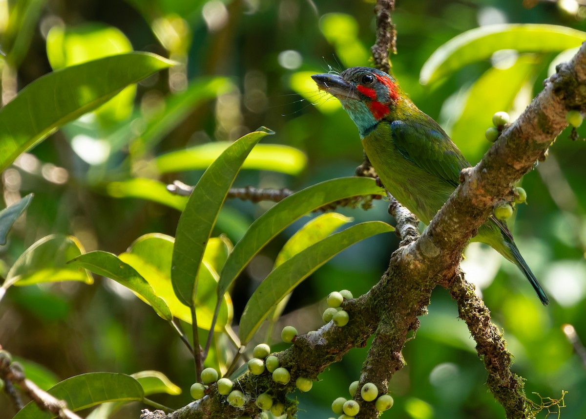 Black-eared Barbet - ML646297109