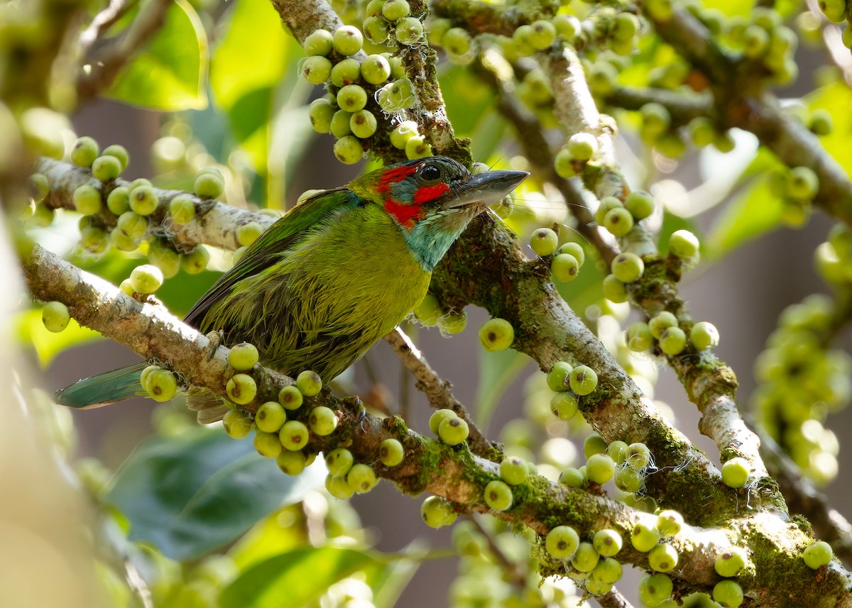 Black-eared Barbet - ML646297110