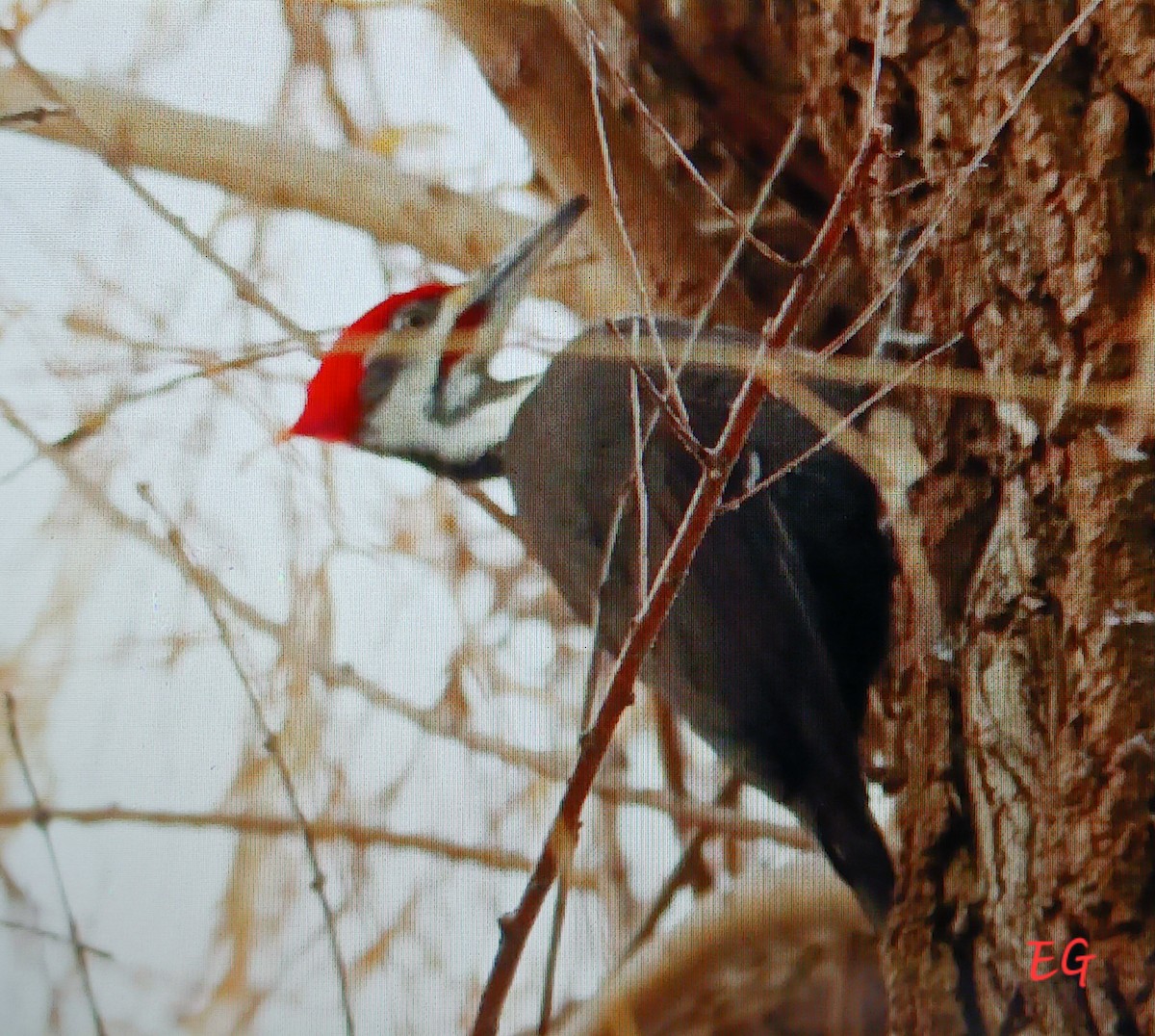 Pileated Woodpecker - ML646297111