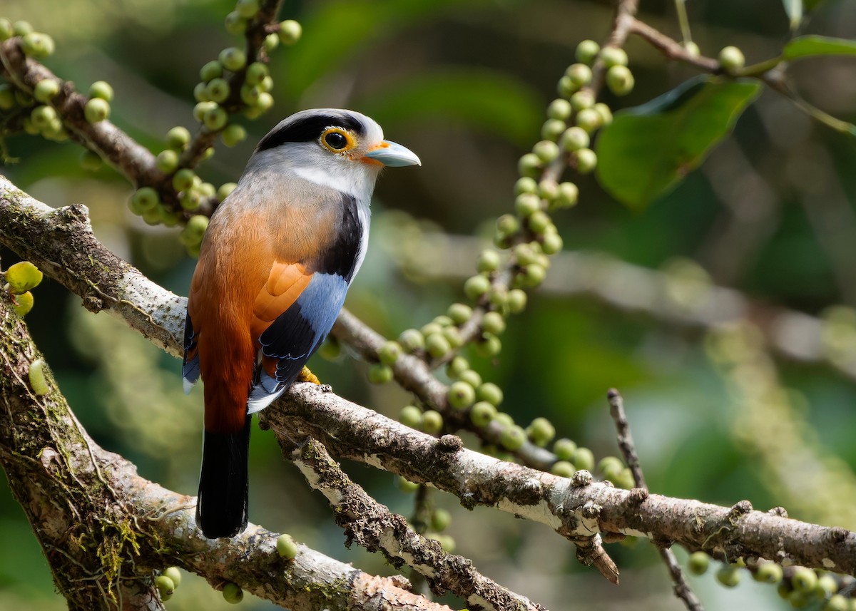 Рогодзьоб синьокрилий - ML646297112