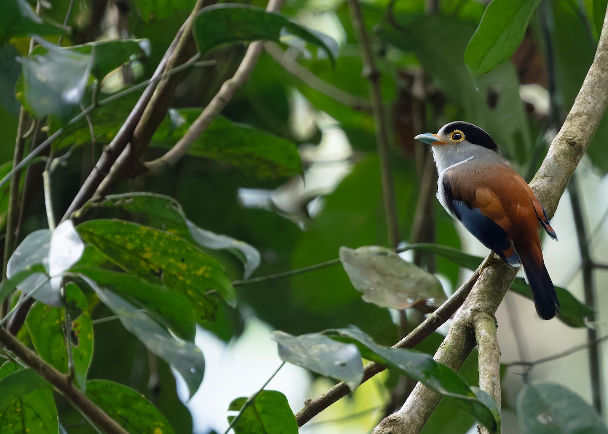 Рогодзьоб синьокрилий - ML646297113
